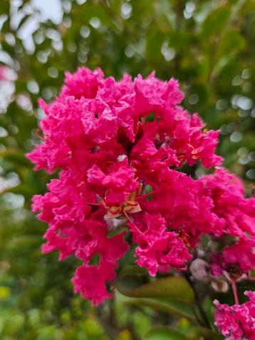 Lagerstroemia indica purple / paarse bloemen / multistam ‼️ beschikbaar voor biedingen