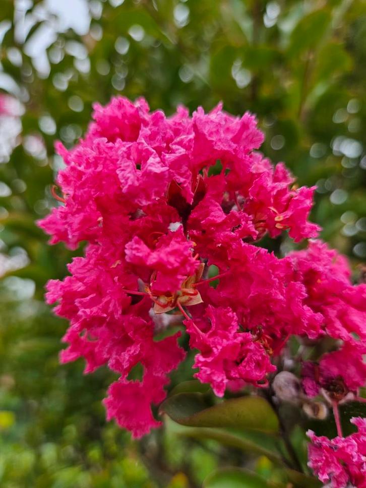 Lagerstroemia indica purple / paarse bloemen / multistam ‼️, Tuin en Terras, Planten | Bomen, Bolboom, 250 tot 400 cm, Volle zon