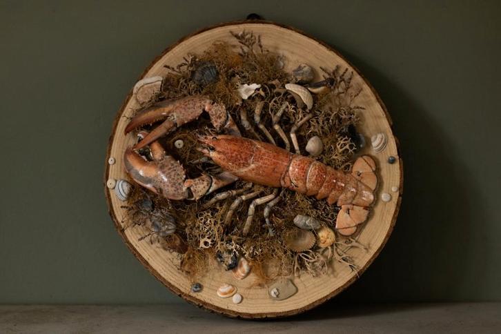 Opgezette rode kreeft, Verzamelen, Dierenverzamelingen, Nieuw, Opgezet dier, Wild dier, Ophalen of Verzenden