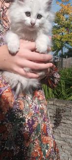 Boederijkittens, Dieren en Toebehoren, Katten en Kittens | Overige Katten, Meerdere dieren