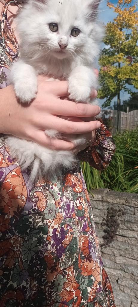 Boederijkittens, Dieren en Toebehoren, Katten en Kittens | Overige Katten, Meerdere dieren