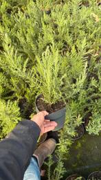 Ulex europaeus gaspeldoorn struiken | diverse maten, Ophalen of Verzenden, Zomer, Overige soorten, Volle zon
