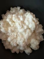 Biologische verse melk kefir korrels vanaf 50 gram, Diversen, Levensmiddelen, Ophalen