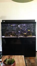 Aquarium Aquatlantis Sublime 150x60. Malawi biotoop., Ophalen, Zo goed als nieuw, Gevuld zoetwateraquarium