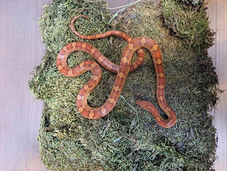 Mooie rattenslang, Dieren en Toebehoren, Reptielen en Amfibieën, Slang, 0 tot 2 jaar