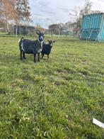 2 lieve kleine geiten, Dieren en Toebehoren, Schapen, Geiten en Varkens, Meerdere dieren, Geit