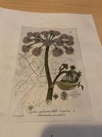 Botanische Ets: Wilde Engelwortel, 1812, Oxford Garden, Zeld, Antiek en Kunst, Ophalen of Verzenden