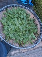 Gezocht gratis trampoline rand 305 cm., Ophalen of Verzenden, Gebruikt