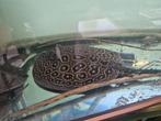 Pauwoog  rog  ruim 30cm  slechts  125.00  euro, Dieren en Toebehoren, Vissen | Aquariumvissen, Vis