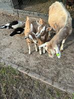 Te koop: 2 jonge toggenburger geiten, Dieren en Toebehoren, Vrouwelijk, Geit