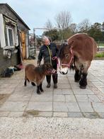 Gezocht een lieve verzorgster, Dieren en Toebehoren, Ophalen of Verzenden, Overige soorten