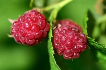Fruitstruiken  50 stuks voor €195 totaal beschikbaar voor biedingen