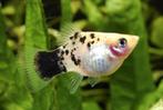 Platy Calico White NIEUW XL, Dieren en Toebehoren, Vissen | Aquariumvissen, Zoetwatervis, Schoolvis, Vis