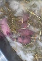 Hangoor konijntjes (baby’s), Dieren en Toebehoren, Januari, Meerdere dieren, Overige typen, Tam
