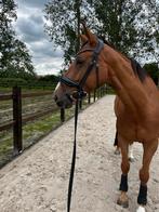 Stalhulp, Diensten en Vakmensen, Dieren | Paarden | Verzorging, Oppas en Les, Verzorging of Verzorgpony's