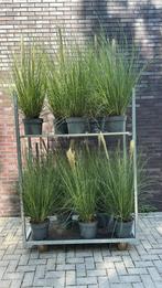 Pampas pluimen | cortaderia 100cm hoog | potmaat 27cm, Tuin en Terras, Ophalen, Zomer, Overige soorten, Volle zon