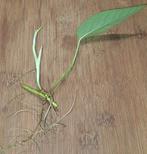 Epipremnum pinnatum cebu blue, Ophalen of Verzenden, Halfschaduw, Minder dan 100 cm