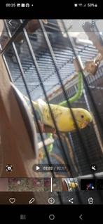 Vermist: becky (grasparkiet), Vogel