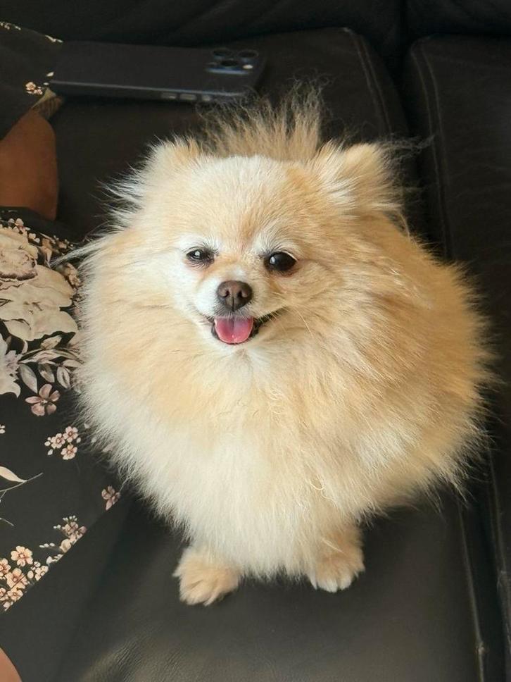 Pomeranian, Dieren en Toebehoren, Honden | Poolhonden, Keeshonden en Oertypen, Teef, Keeshond, Particulier, Eén hond, Buitenland