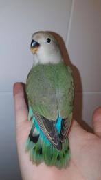 ♀️️Halftam agapornis jong. zie omschrijving., Dieren en Toebehoren, Vrouwelijk, Dwergpapegaai of Agapornis, Geringd