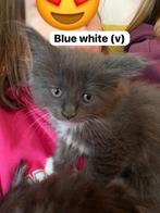 Prachtige Maine Coon kittens (m-m-v-v) beschikbaar, Meerdere dieren, Gechipt, 0 tot 2 jaar