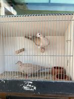 Lachduiven, Dieren en Toebehoren, Meerdere dieren, Overige soorten