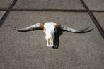 Gebleekte longhorn schedel, Zeer groot aanbod!!!, Ophalen of Verzenden, Nieuw, Overige soorten, Schedel