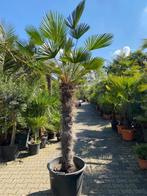 Winterharde palmboom trachycarpus wagnerianus 130cm stam, Tuin en Terras, In pot, Lente, Volle zon, Ophalen