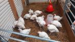 Slachtrijpe vleeskuikens te koop, Dieren en Toebehoren, Pluimvee, Mannelijk, Kip