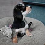 Dwergteckel x Maltezer pups. Nog 3 beschikbaar!🐶, Dieren en Toebehoren, Rabiës (hondsdolheid), 8 tot 15 weken, Korthaar, Dwerg