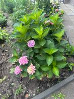 Hydrangee maglcal , Hortensia, Tuin en Terras, Planten | Tuinplanten, Ophalen of Verzenden, Zomer, Overige soorten, Halfschaduw