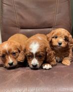 Cavapoo pups, cavapoo x toy poedel nog 1 reutje beschikbaar, Dieren en Toebehoren, Honden | Chihuahua's en Gezelschapshonden, Parvo