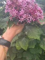 Pindakaas plant jonkies, Ophalen, Overige soorten, Minder dan 100 cm