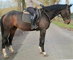 Brave 6 jr merrie van Fidertanz ca 1,75 m(recr-manege-sport), Dieren en Toebehoren, Paarden, Merrie, B, Gechipt, Recreatiepaard