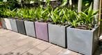 Capi Plantenbak met palmen. Plantenbakken , palmboom, Tuin en Terras, Bloembakken en Plantenbakken, Ophalen, Kunststof, Minder dan 60 cm