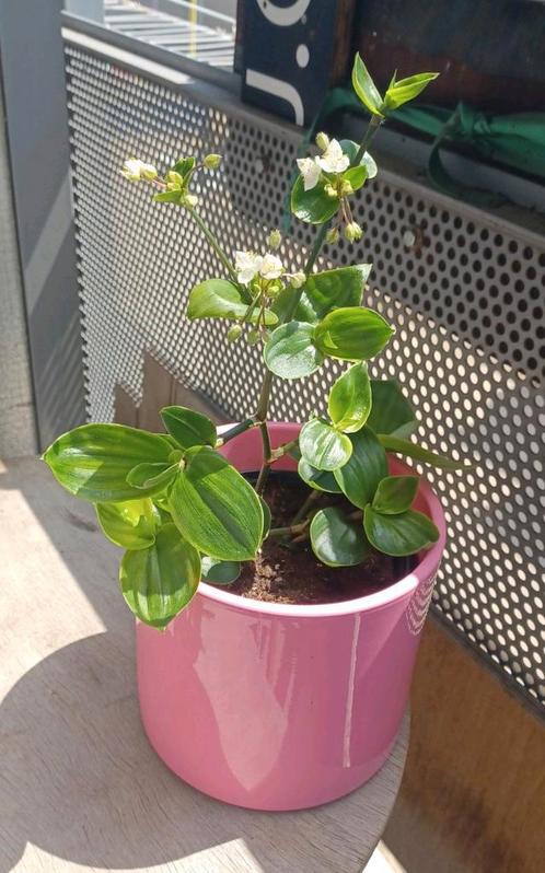 Hybride Tradescantia groen, Huis en Inrichting, Kamerplanten, Overige soorten, Minder dan 100 cm, Ophalen of Verzenden