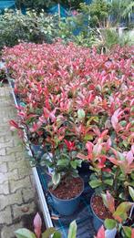 Photinia ‘carre rouge’ (glansmispel), Ophalen, Overige soorten