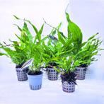 Aquabetta Aquarium Planten Set LAP-013, Dieren en Toebehoren, Verzenden, Info@aquadeco.nl, Plant(en), Steen of Hout, Aquadeco