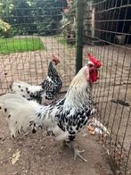 Sierkippen: Hollands Hoen, Vrouwelijk, Kip