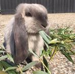 **GEZOCHT** wilgentakken, appel en perenboom takken, Tuin en Terras, Ophalen of Verzenden