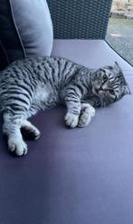 Scotisch fold x britse korthaar, Dieren en Toebehoren, Katten en Kittens | Dekkaters, 3 tot 5 jaar