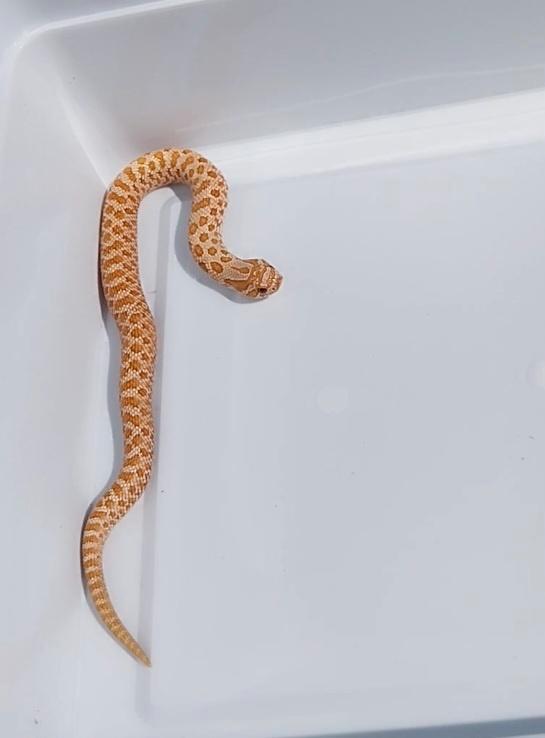 Westelijke Haakneusslang (2022-2025)