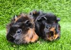 BRINDLE  BORSTEL CAVIA'S, Dieren en Toebehoren, Knaagdieren, Cavia, Mannelijk, Juli, Tam