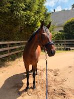 8 jarige brave KWPN merrie / projectpaard, Dieren en Toebehoren, Paarden, Merrie, Met stamboom, Niet van toepassing, 7 tot 10 jaar