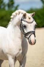 Mega knappe en lieve Welsh kinderpony, Merrie, Minder dan 160 cm, B, Gechipt