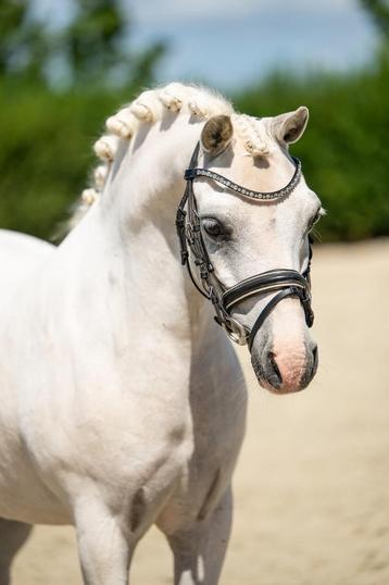 Mega knappe en lieve Welsh kinderpony beschikbaar voor biedingen