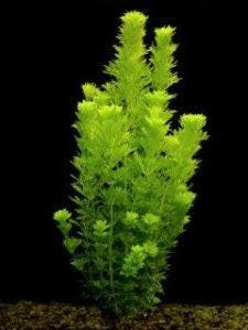 Ambulia limnophila sessiliflora beschikbaar voor biedingen