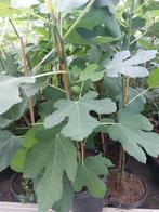 Vijgen, Bessen, Noten, Moerbei, Granaatappel, Pawpaw, Minder dan 100 cm, Overige soorten, In pot, Ophalen of Verzenden