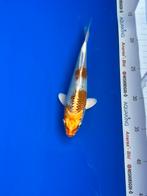 Kujaku, Dieren en Toebehoren, Vissen | Vijvervissen, Karper of Koi