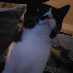 Poes kitten 6 maanden, September, Vrouwelijk